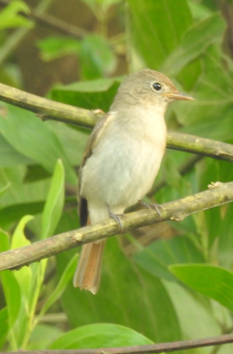 Rusty-tailed Flycatcher - ML643476197