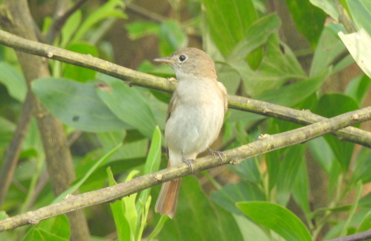 Rusty-tailed Flycatcher - ML643476198