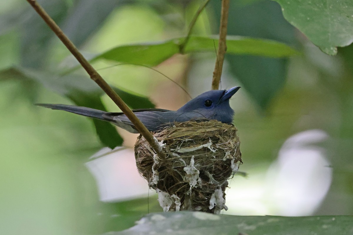Pale-blue Monarch - ML643476199