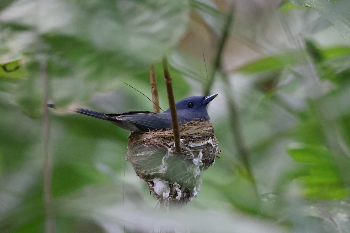 Pale-blue Monarch - ML643476200