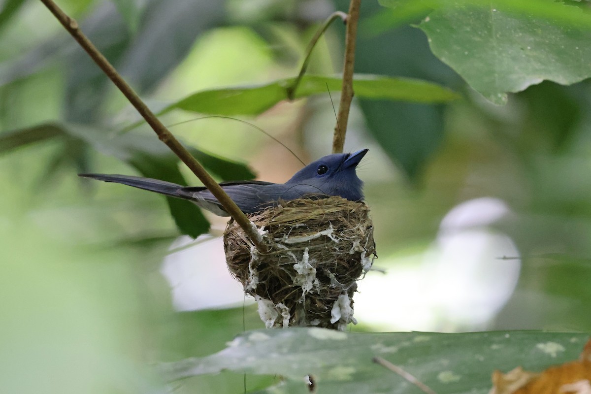 Pale-blue Monarch - ML643476202