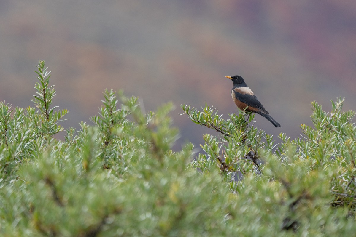White-backed Thrush - ML643476226
