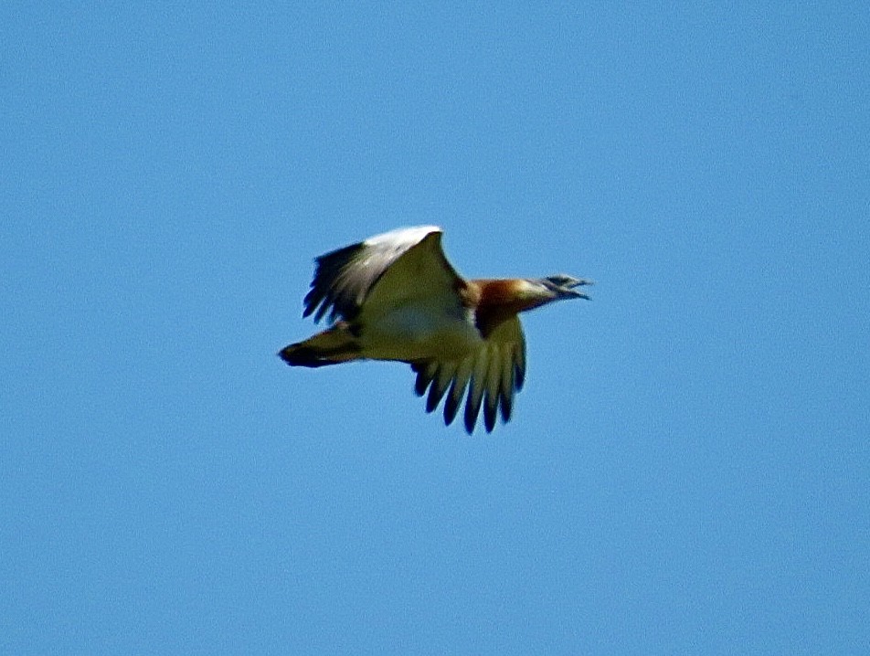 Great Bustard - ML643476227