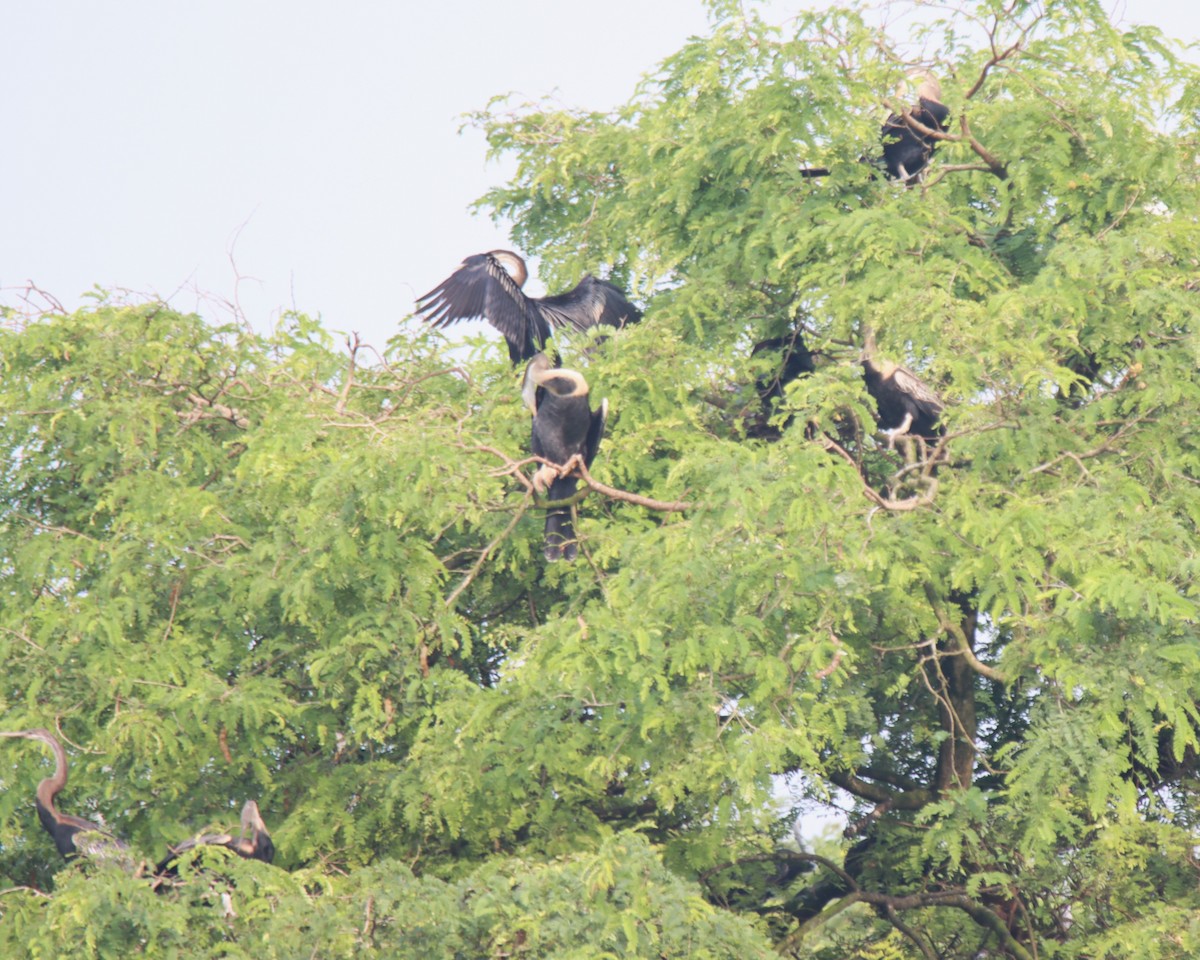 Oriental Darter - ML643476245