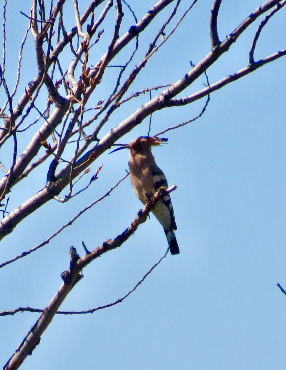 Eurasian Hoopoe - ML643476249