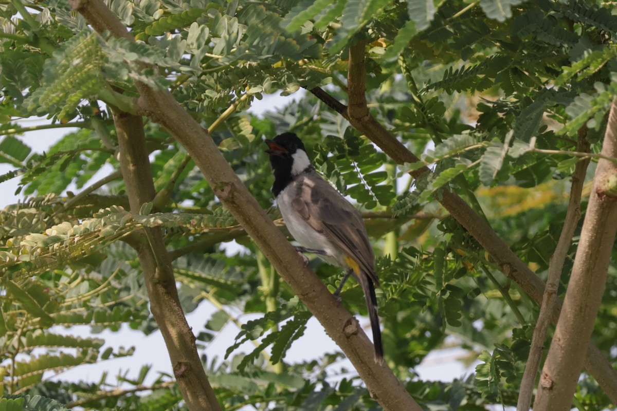 White-eared Bulbul - ML643476250