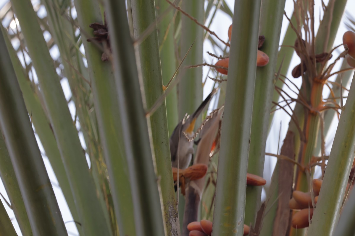 White-eared Bulbul - ML643476251