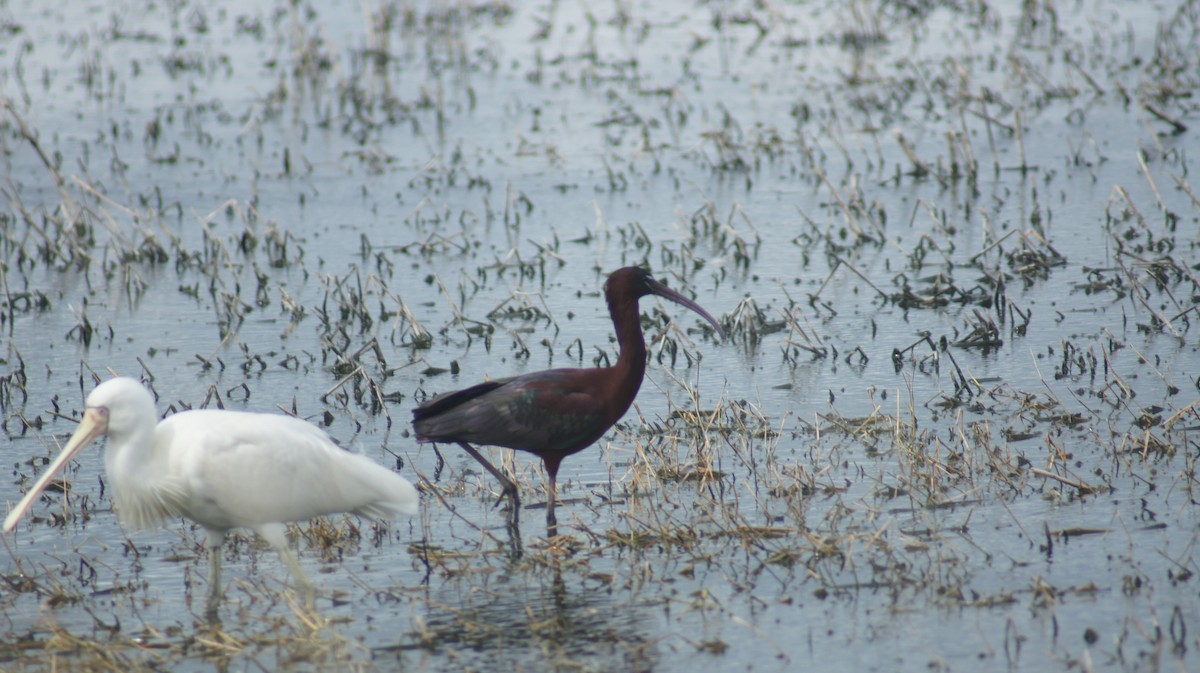 ibis hnědý - ML643476257