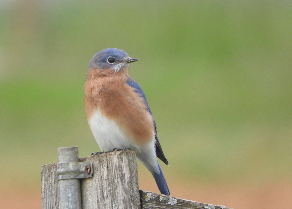 Eastern Bluebird - ML643476273