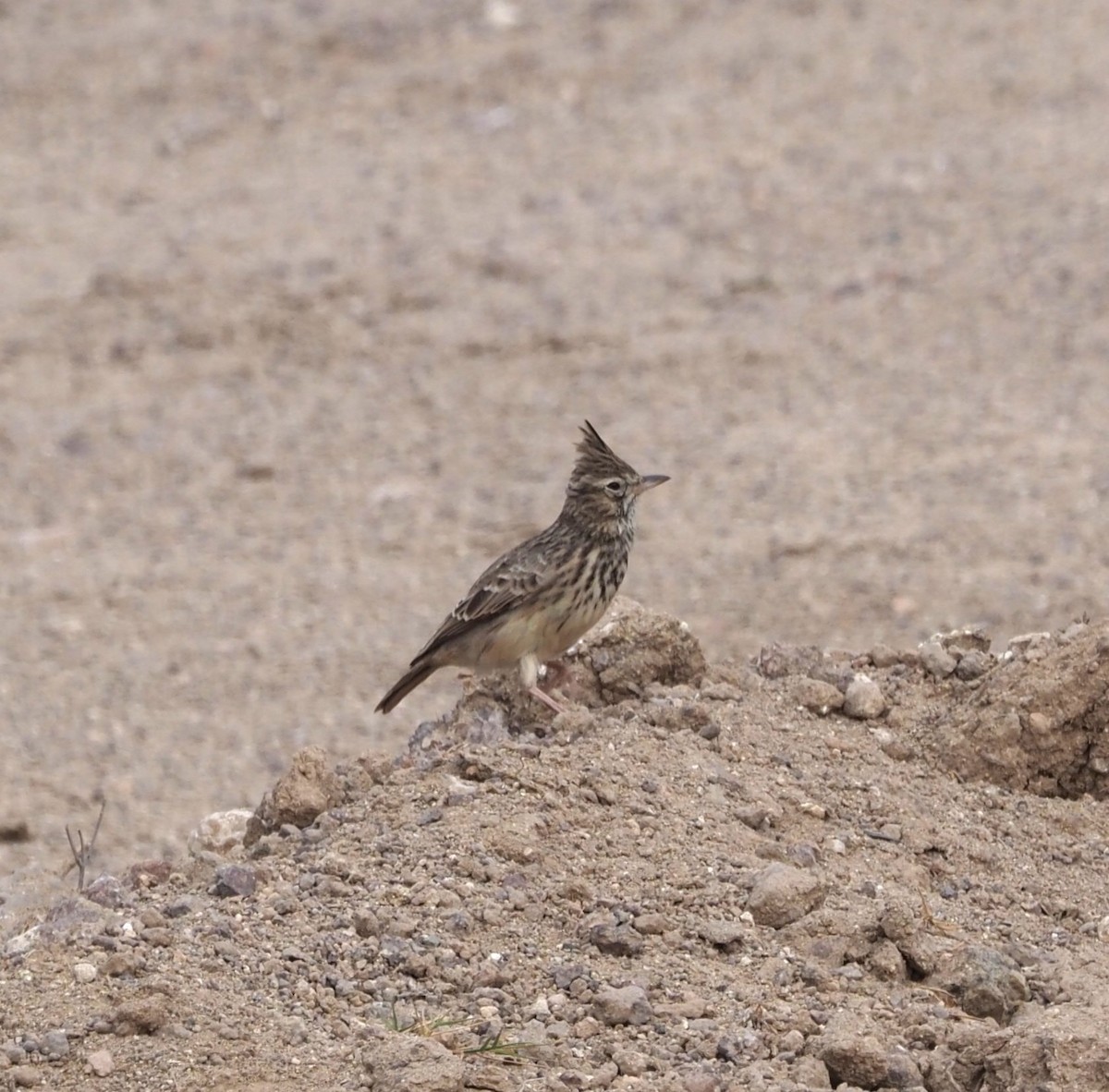 Thekla's Lark - ML643476284