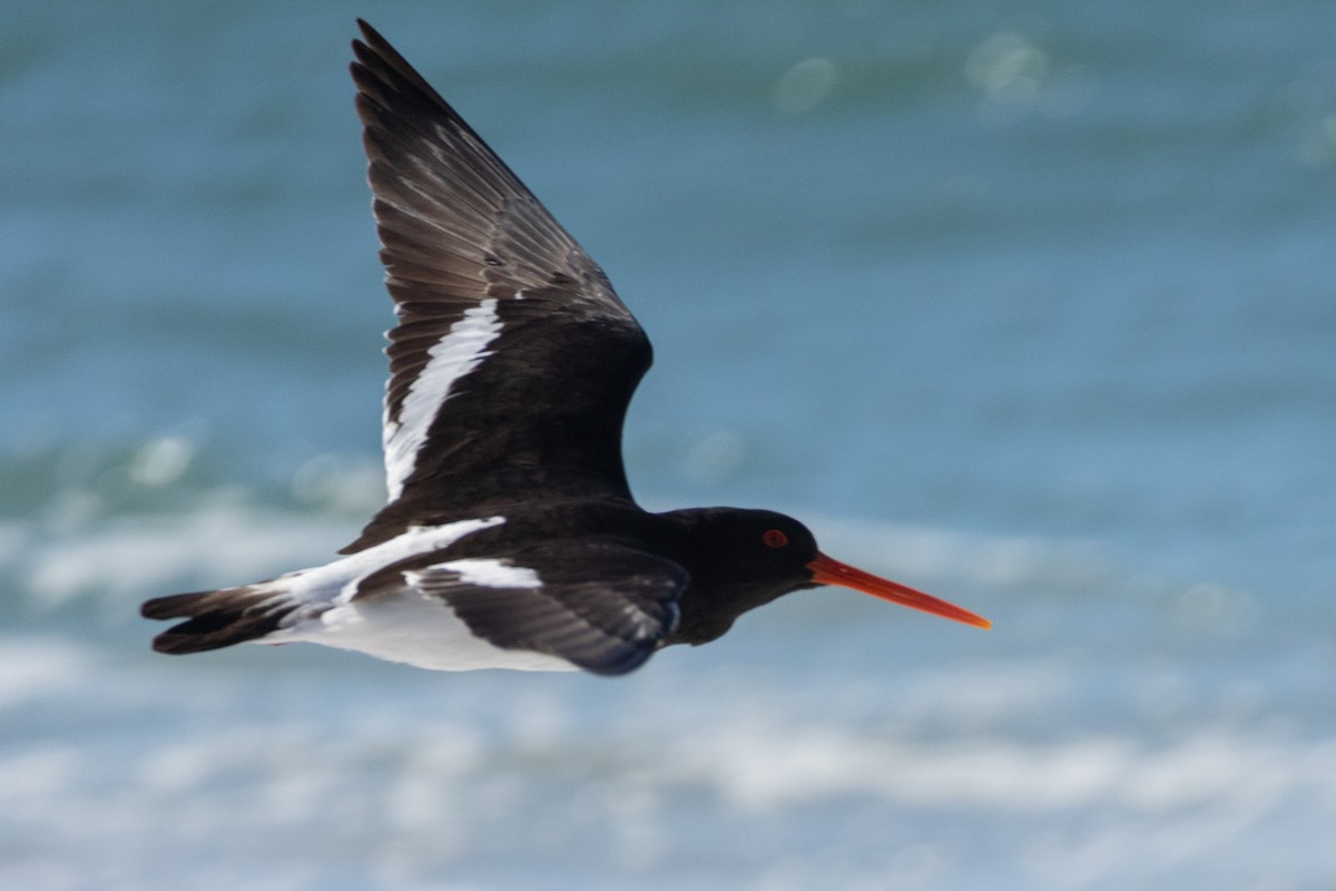 South Island Oystercatcher - ML643476293