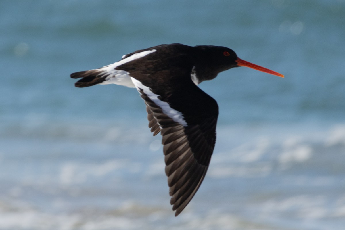 South Island Oystercatcher - ML643476294