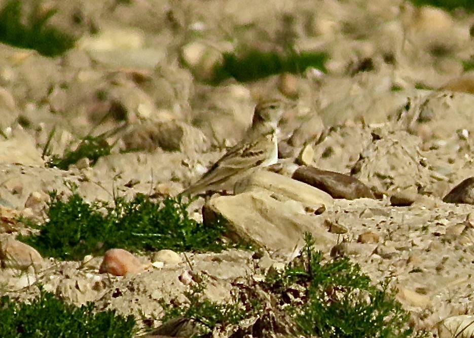 Greater Short-toed Lark - ML643476312