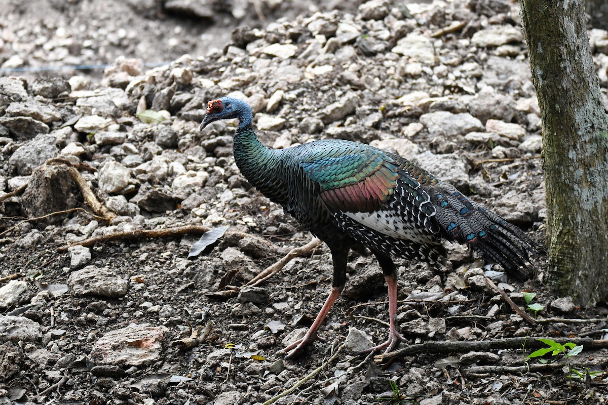 Ocellated Turkey - ML643476316