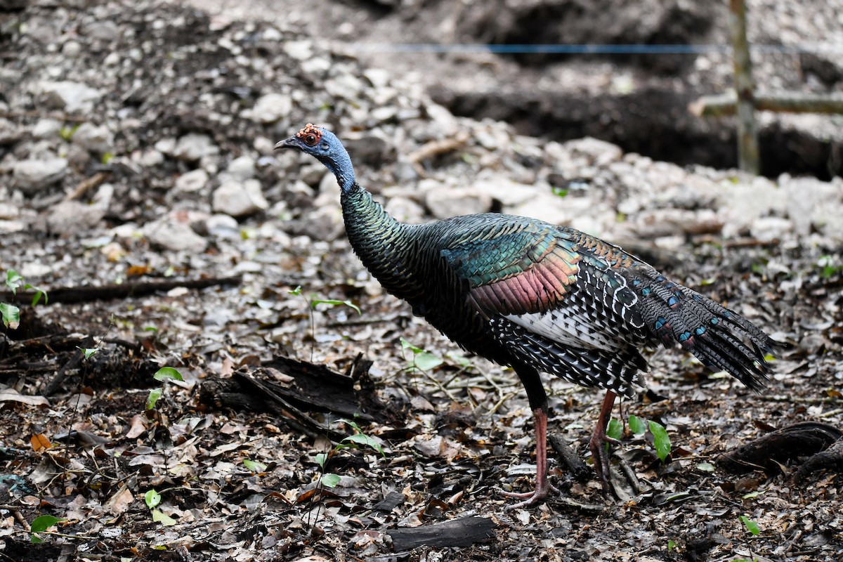 Ocellated Turkey - ML643476317