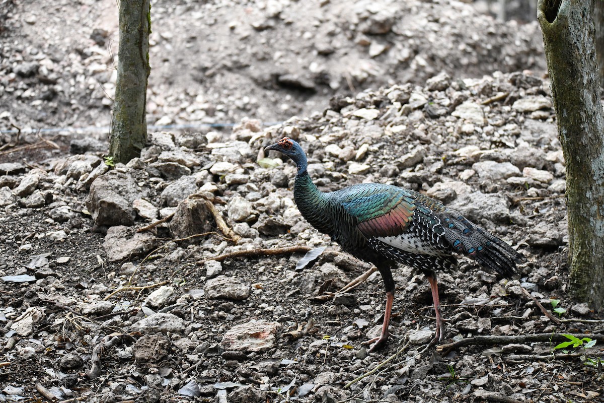 Ocellated Turkey - ML643476318