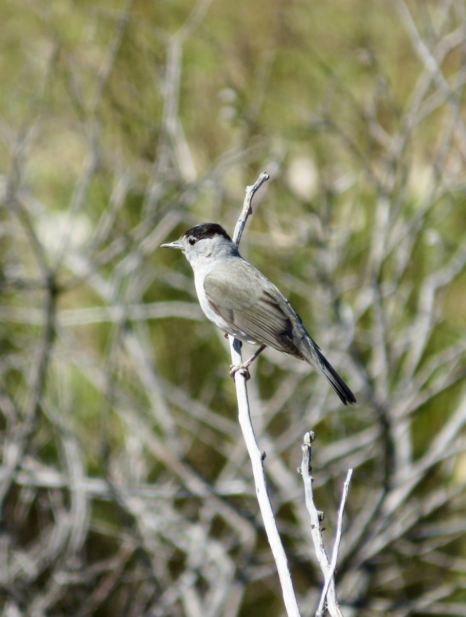 Eurasian Blackcap - ML643476321