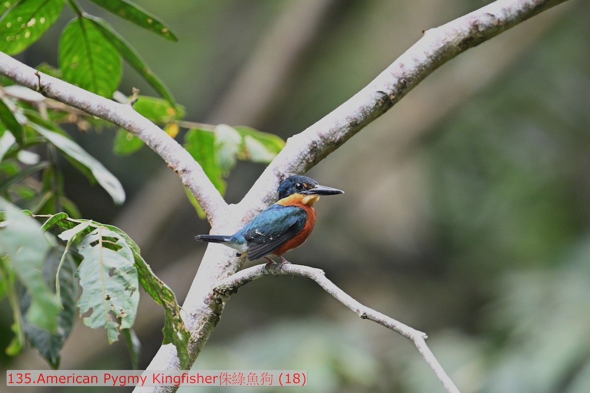 American Pygmy Kingfisher - ML643476336