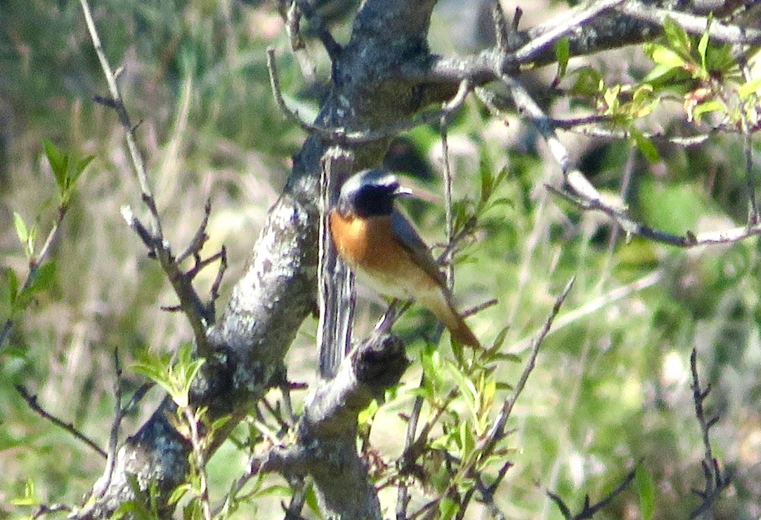 Common Redstart - ML643476337