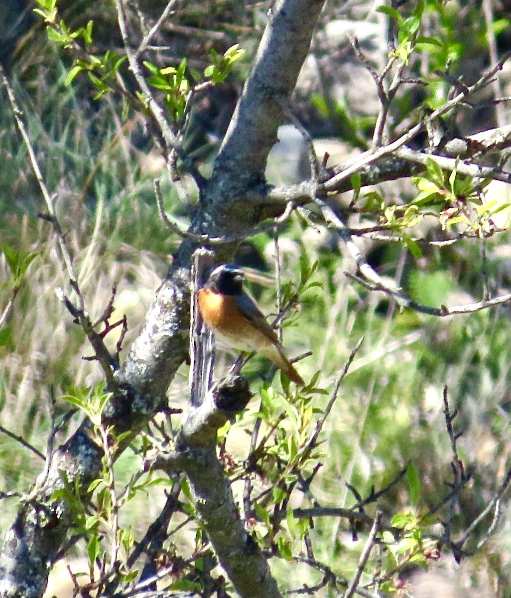Common Redstart - ML643476338