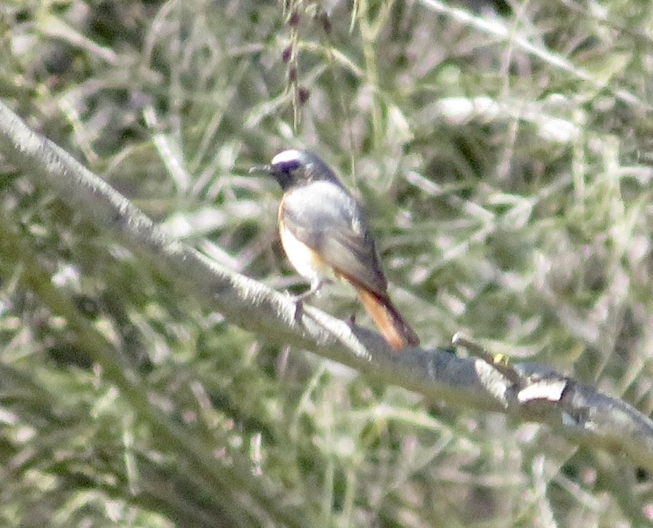 Common Redstart - ML643476339