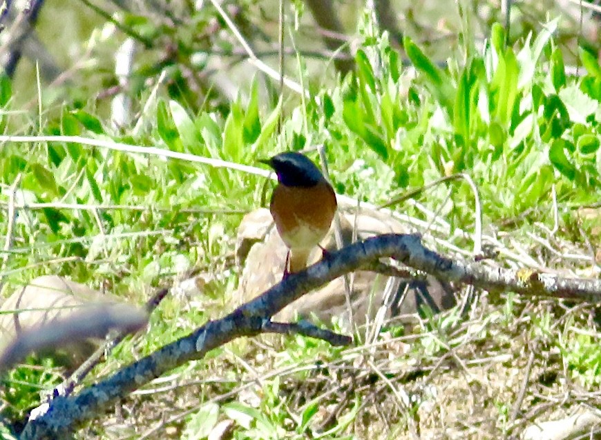 Common Redstart - ML643476340