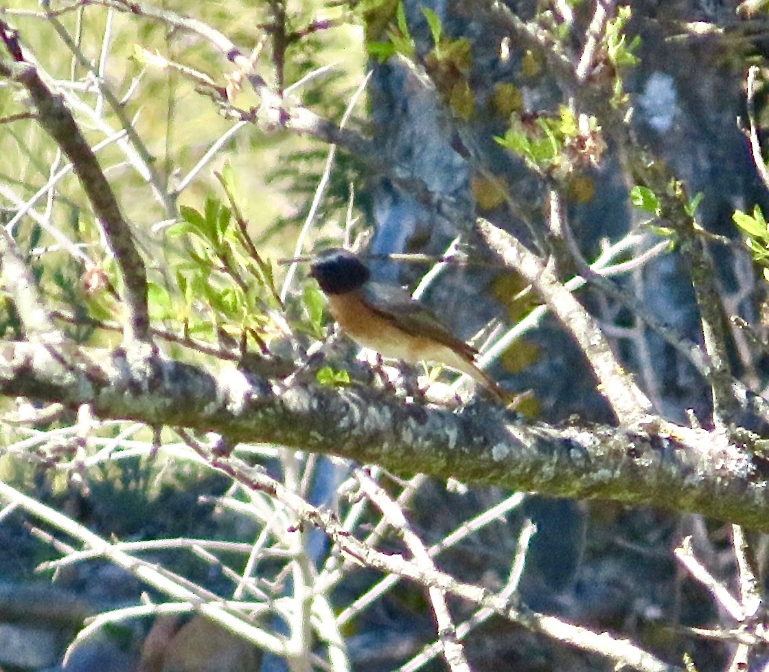 Common Redstart - ML643476341
