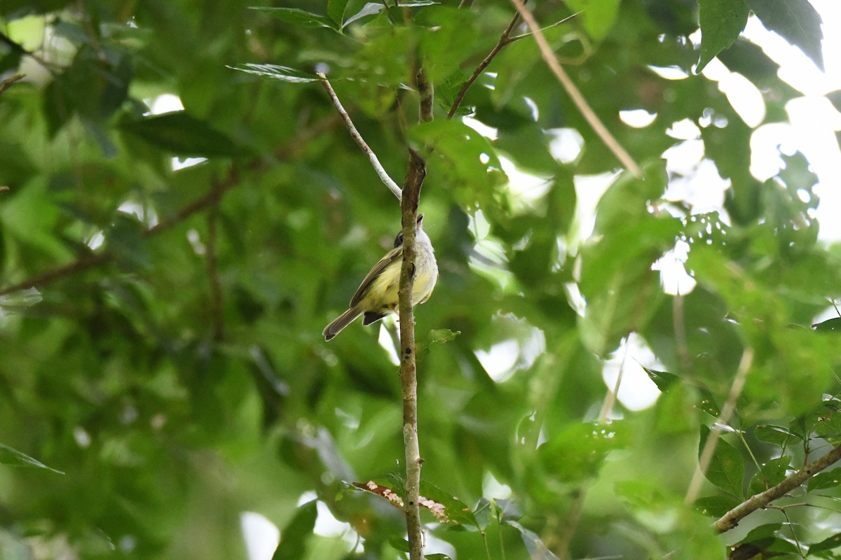 Northern Bentbill - ML643476343
