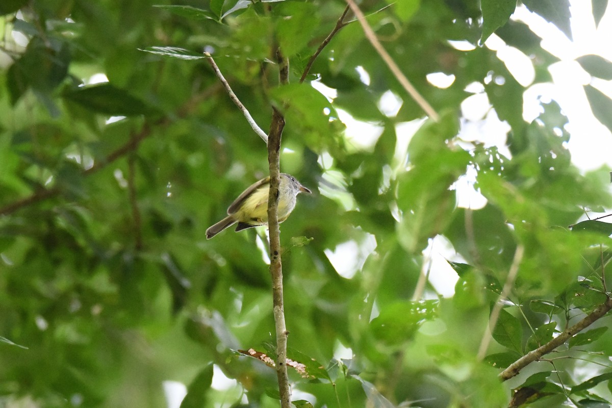 Northern Bentbill - ML643476344