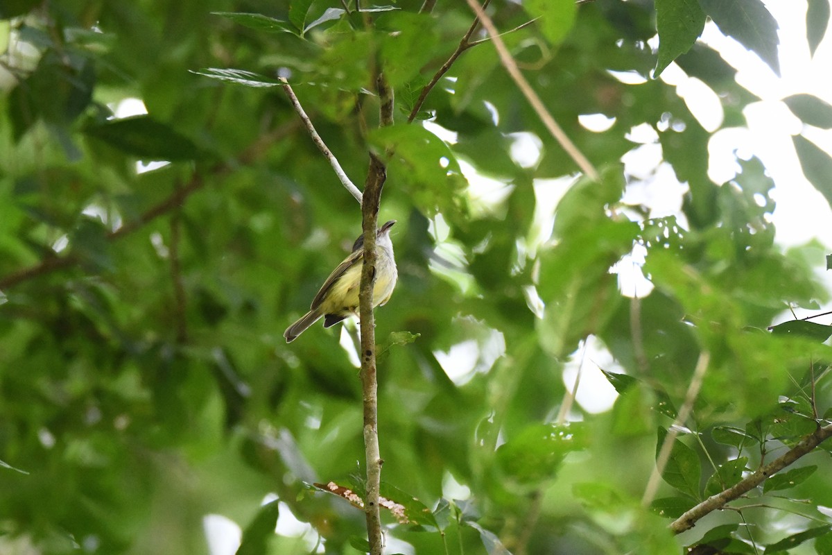 Northern Bentbill - ML643476345