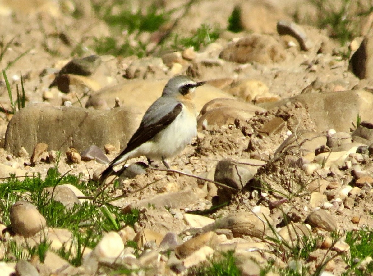 Northern Wheatear - ML643476361