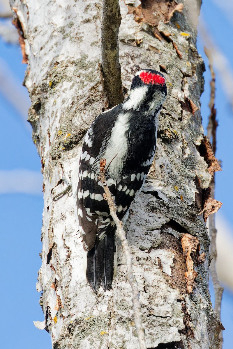 Downy Woodpecker - ML643476362