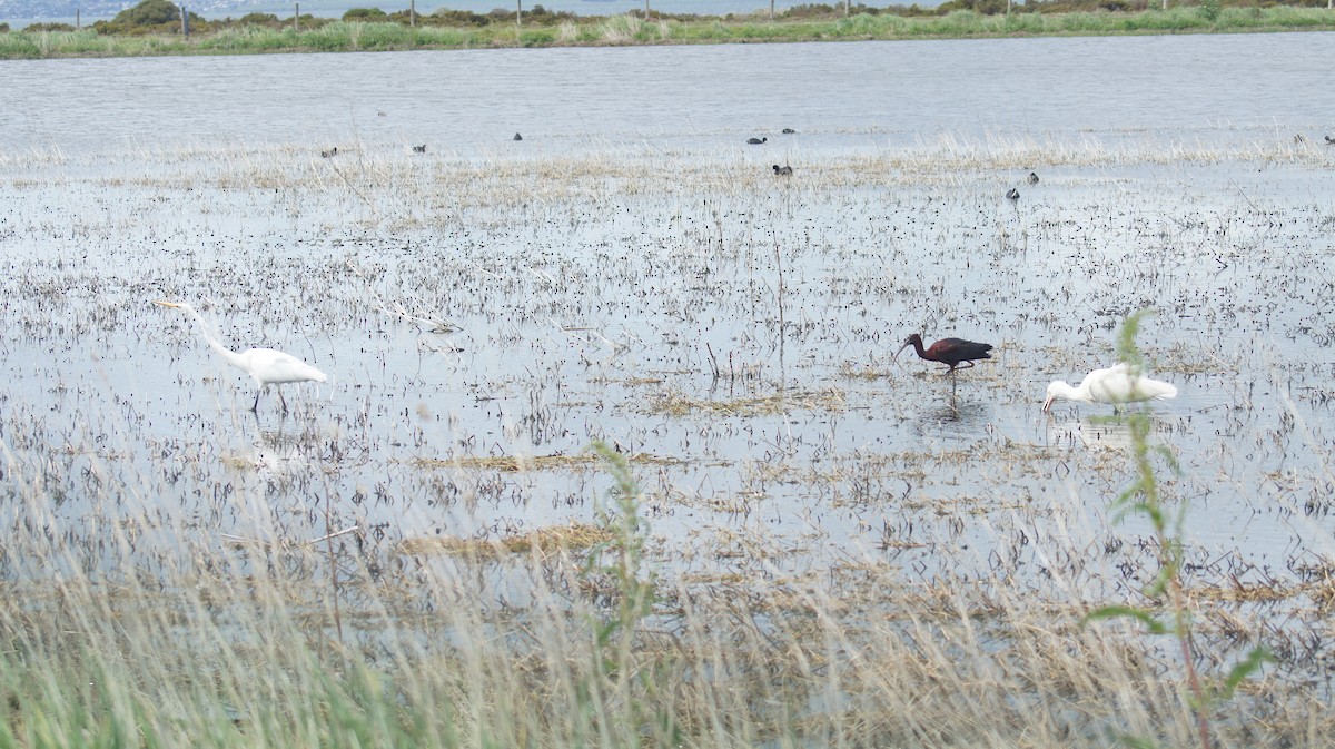 ibis hnědý - ML643476373