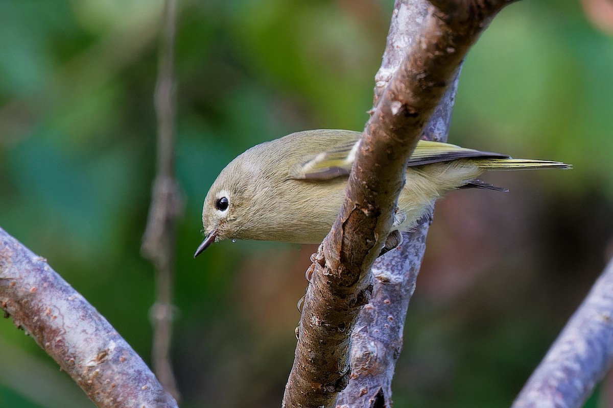 Ruby-crowned Kinglet - ML643476382