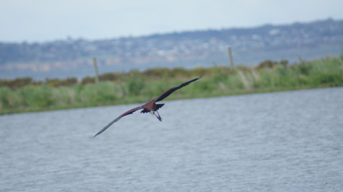 ibis hnědý - ML643476387