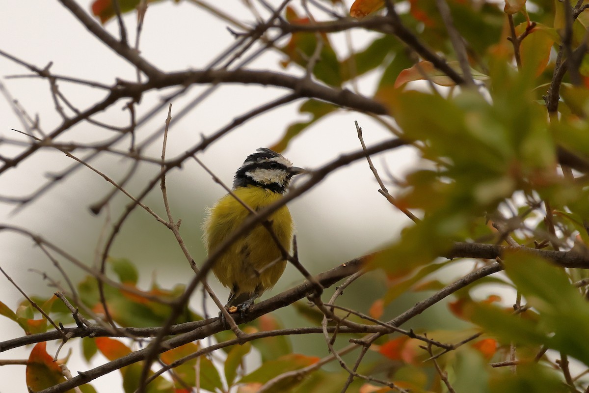 Mésange nord-africaine - ML643476388