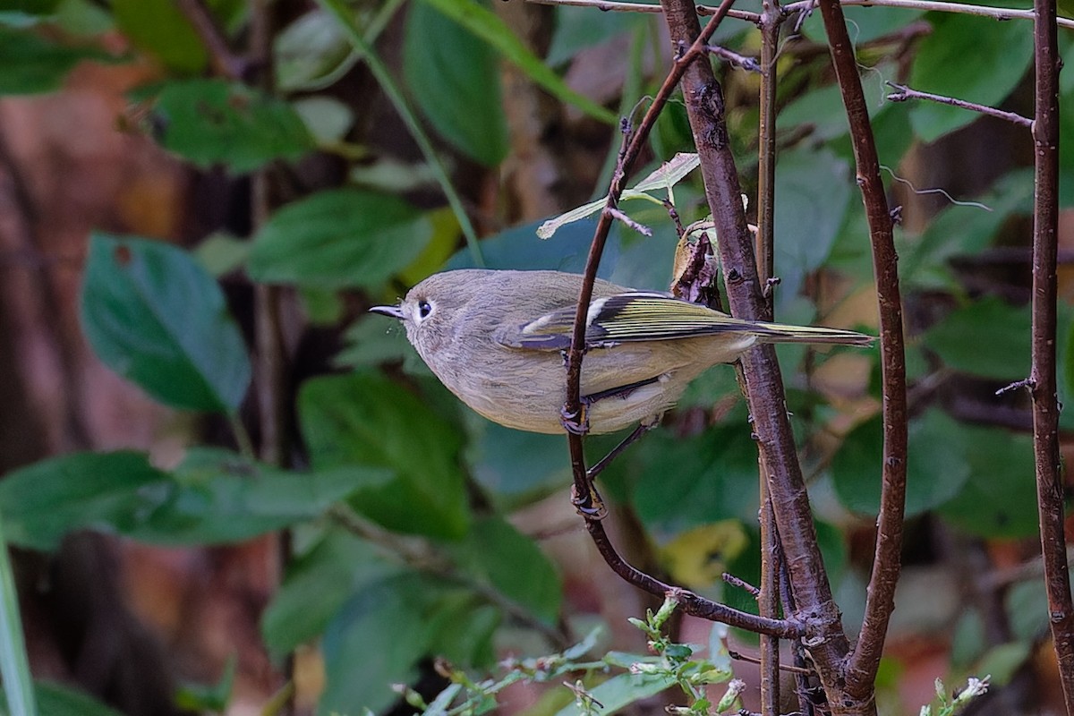 Ruby-crowned Kinglet - ML643476389