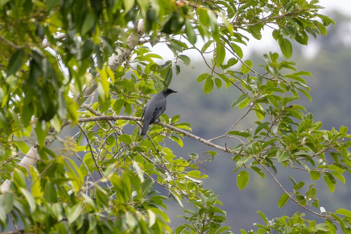 Sahul Cicadabird - ML643476408