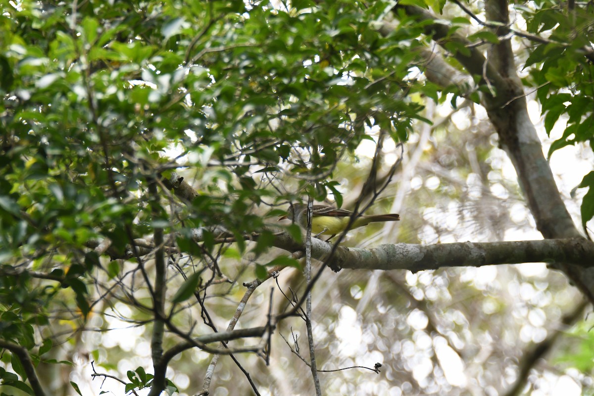 Great Crested Flycatcher - ML643476428