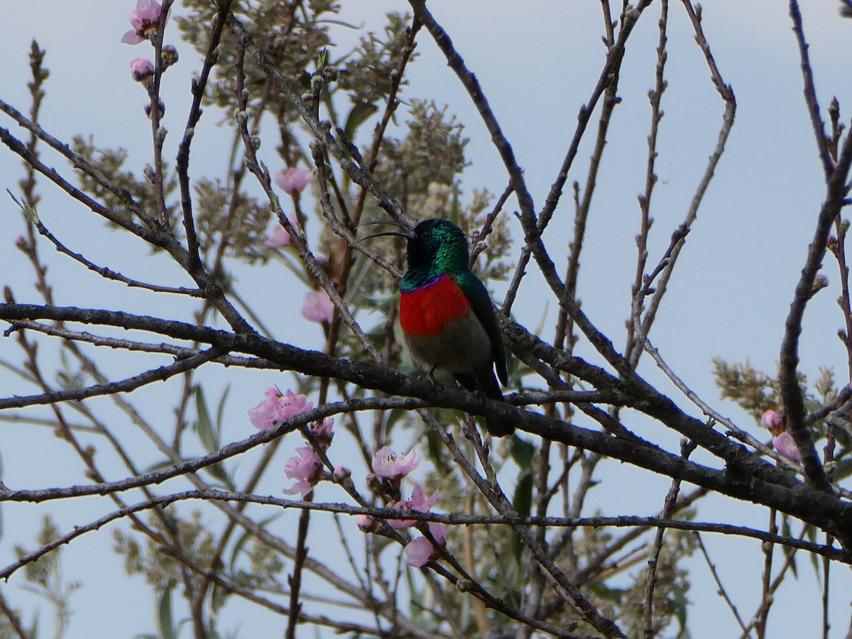 Greater Double-collared Sunbird - ML643476430