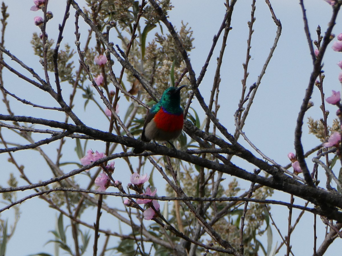 Greater Double-collared Sunbird - ML643476431