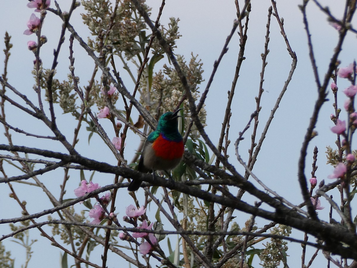 Greater Double-collared Sunbird - ML643476432