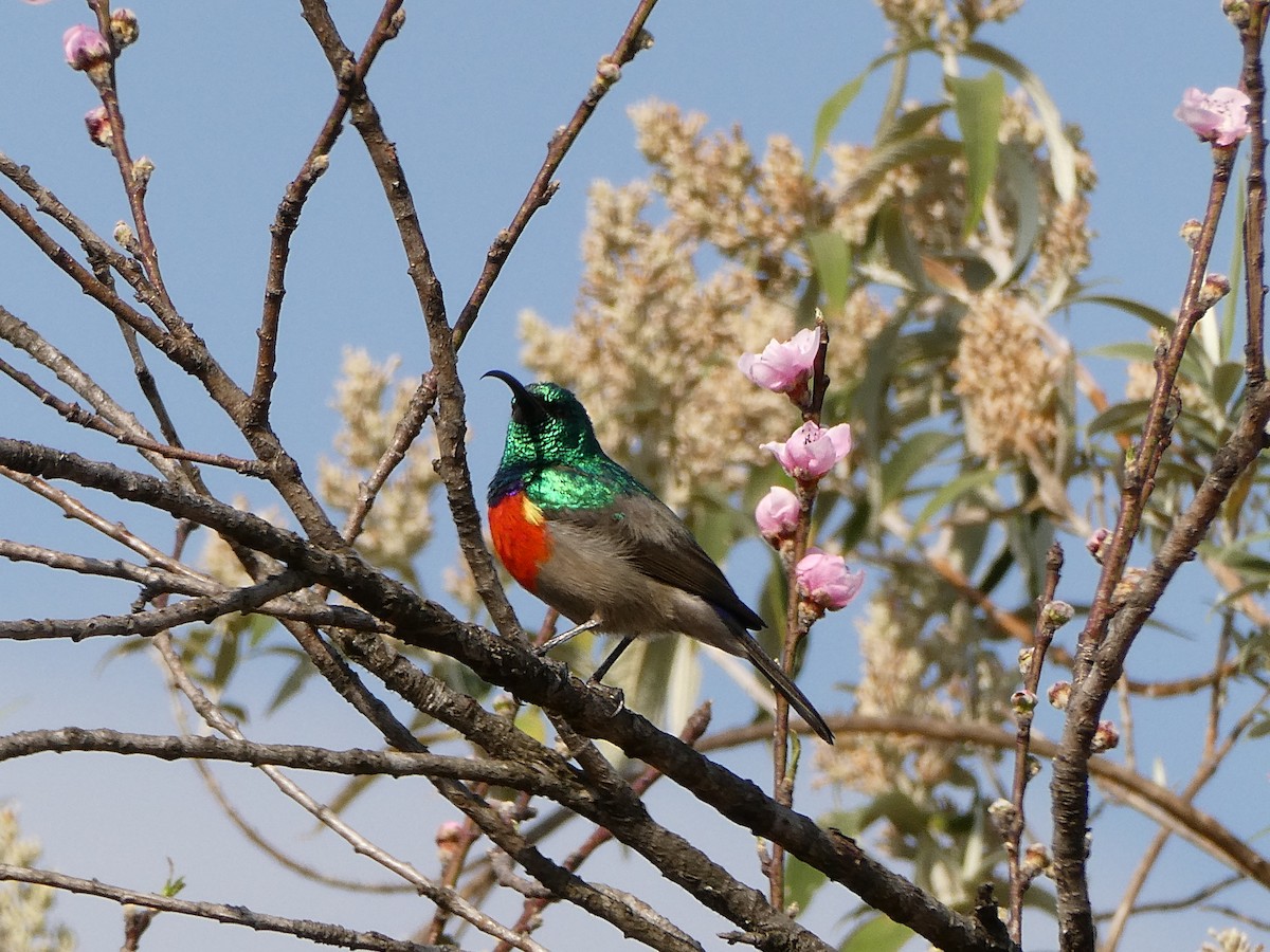 Greater Double-collared Sunbird - ML643476433