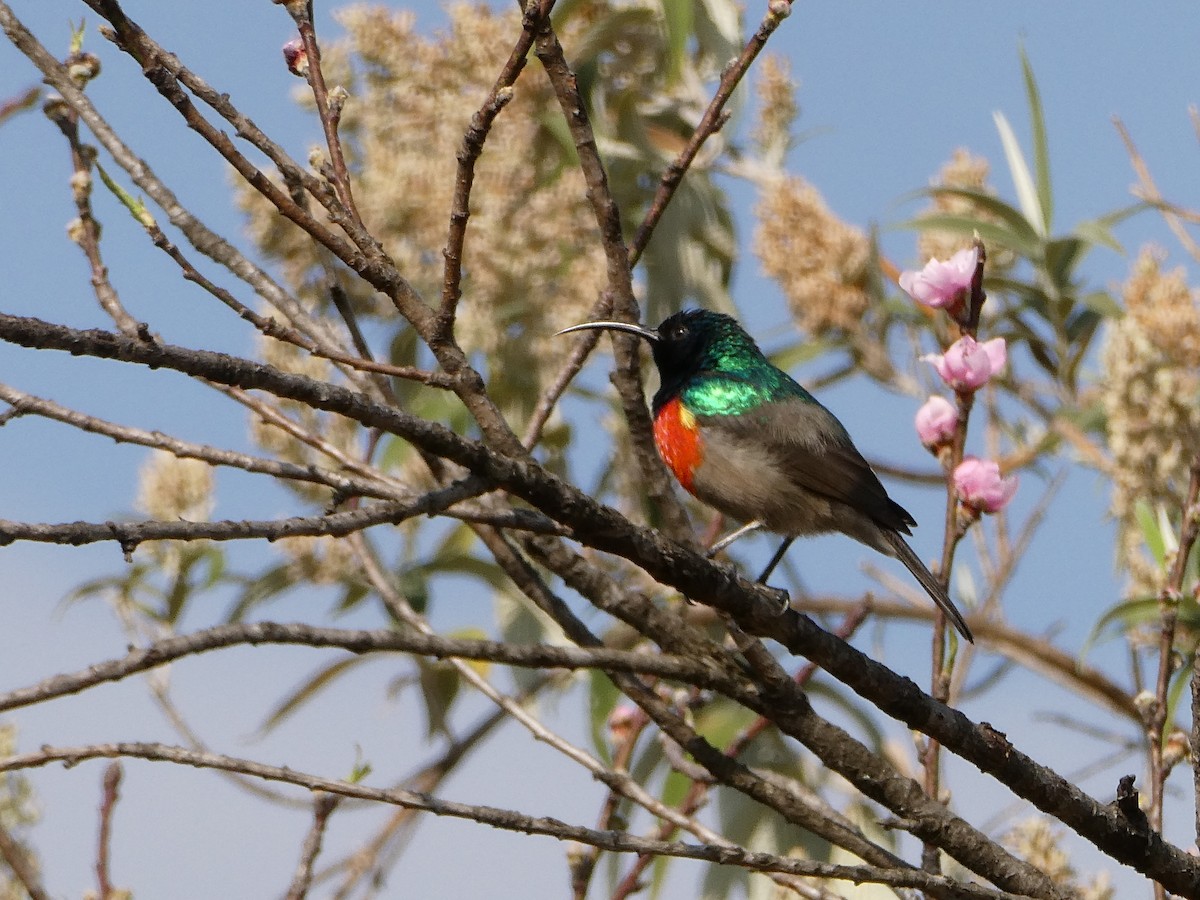 Greater Double-collared Sunbird - ML643476449