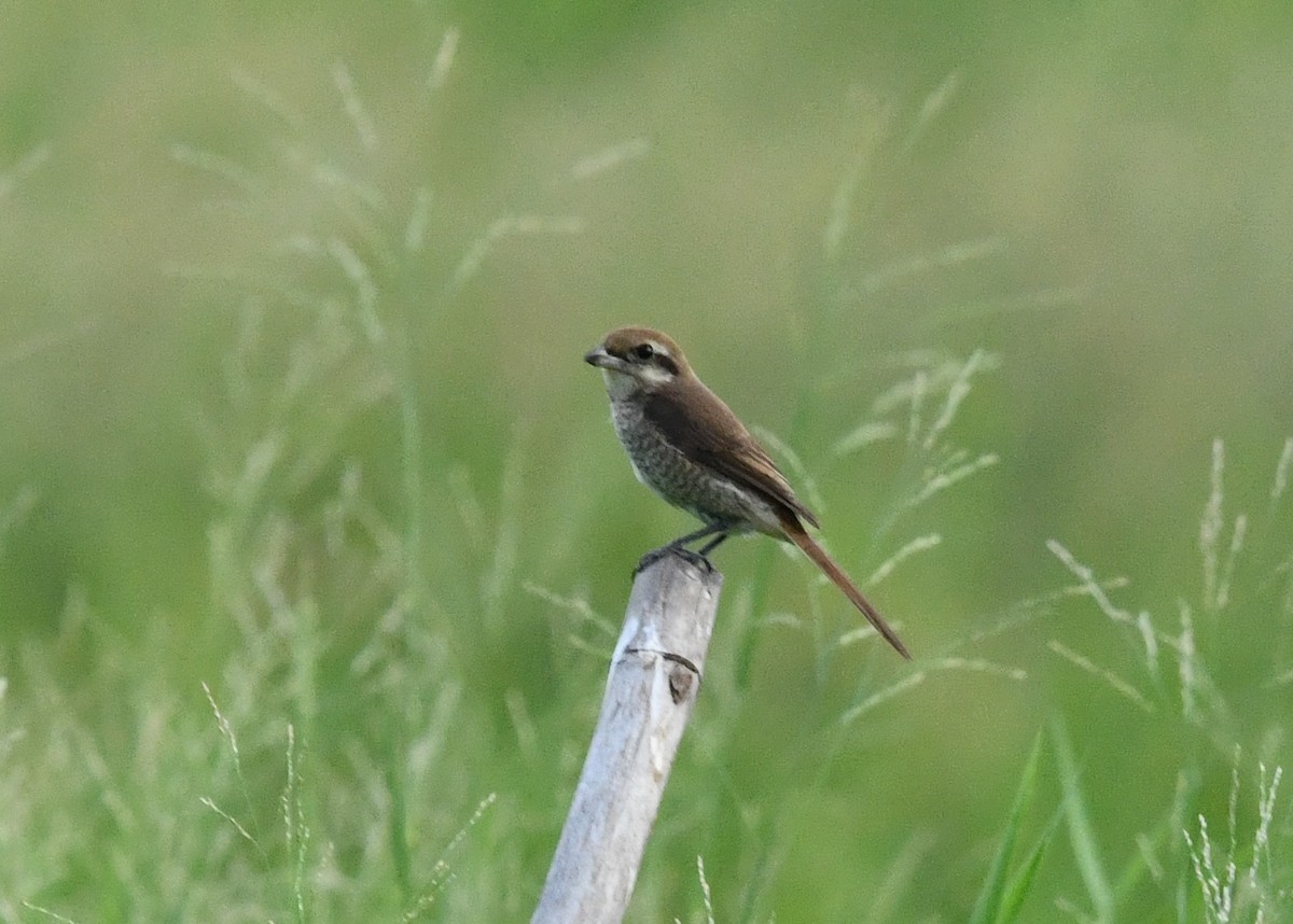 Pie-grièche brune - ML643476457
