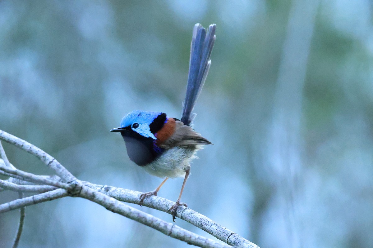 Variegated Fairywren - ML643476468
