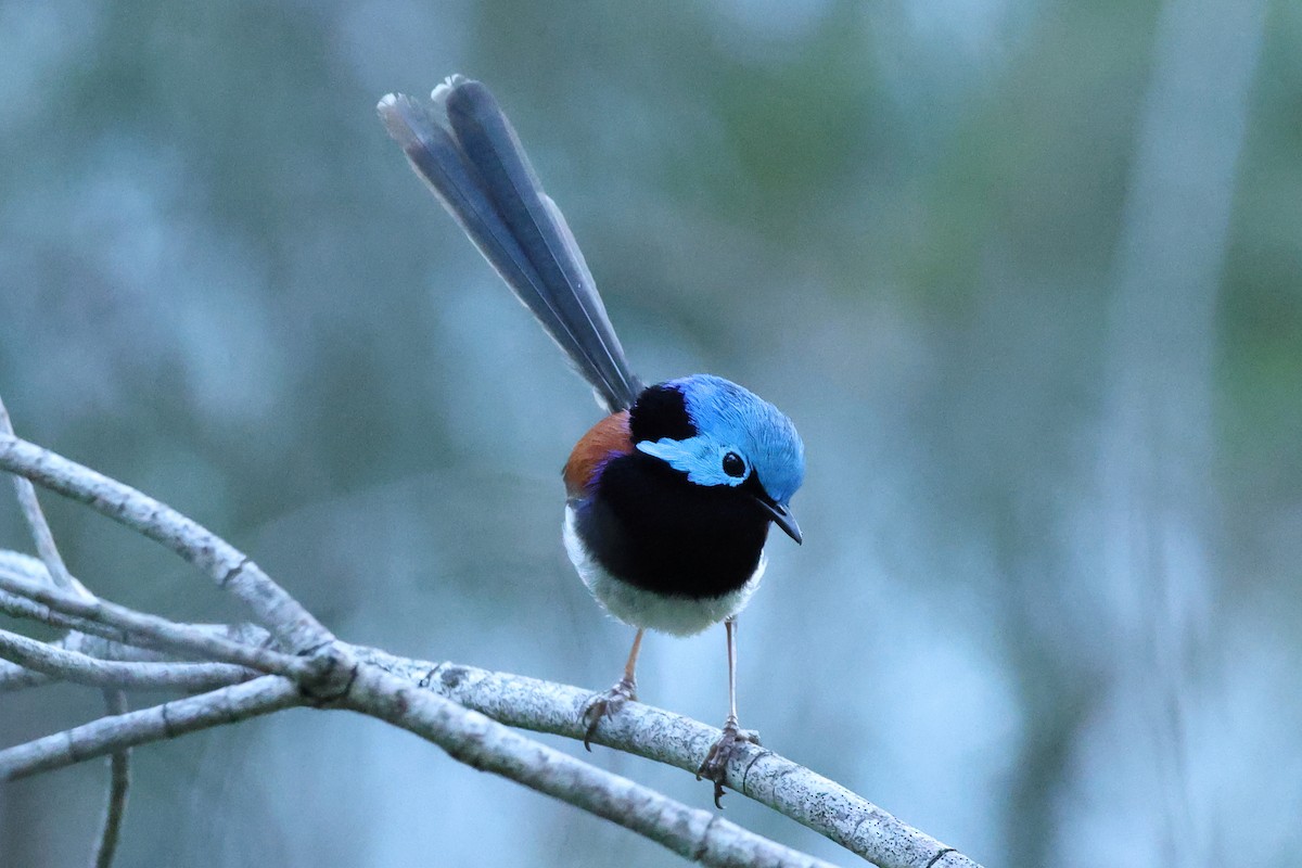 Variegated Fairywren - ML643476470