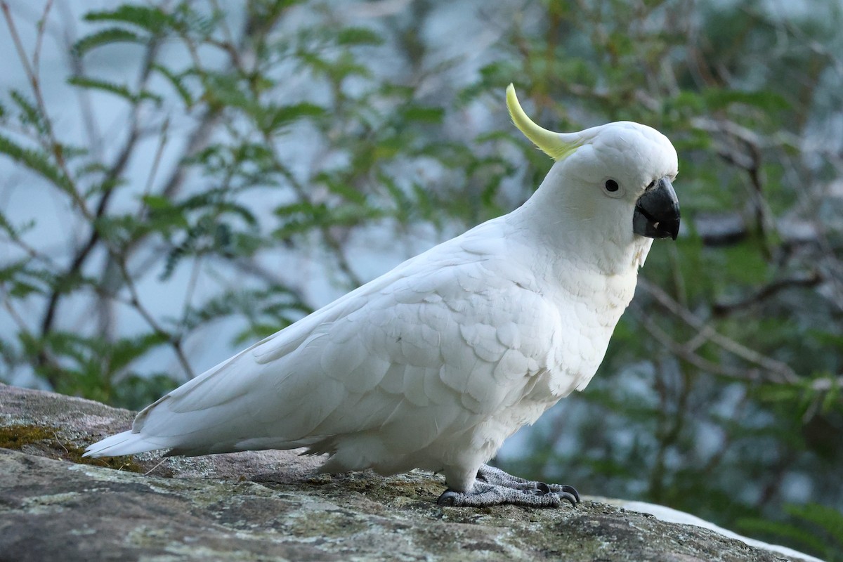 Sulphur-crested Cockatoo - ML643476472