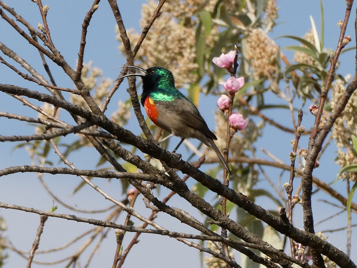 Greater Double-collared Sunbird - ML643476483