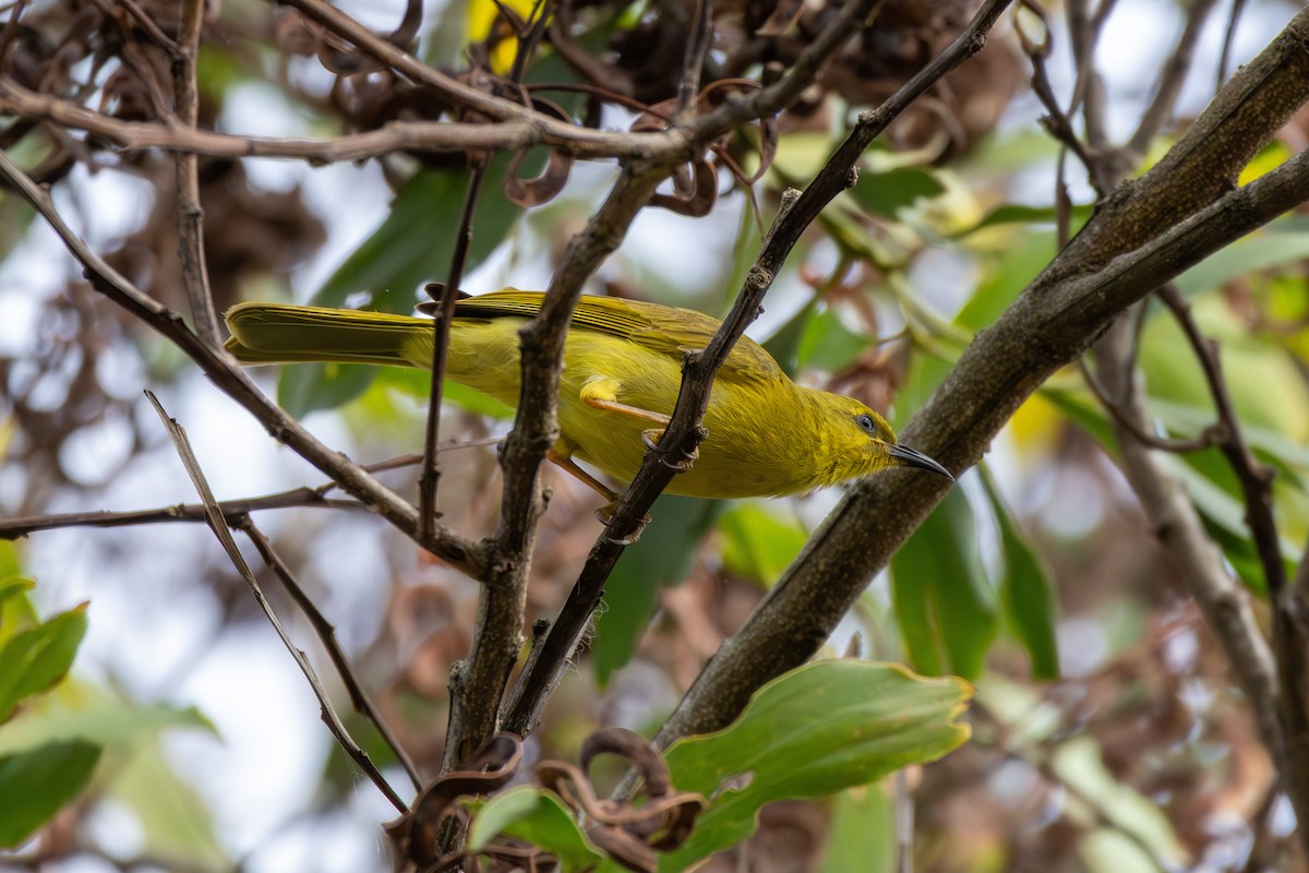 Yellow Honeyeater - ML643476484